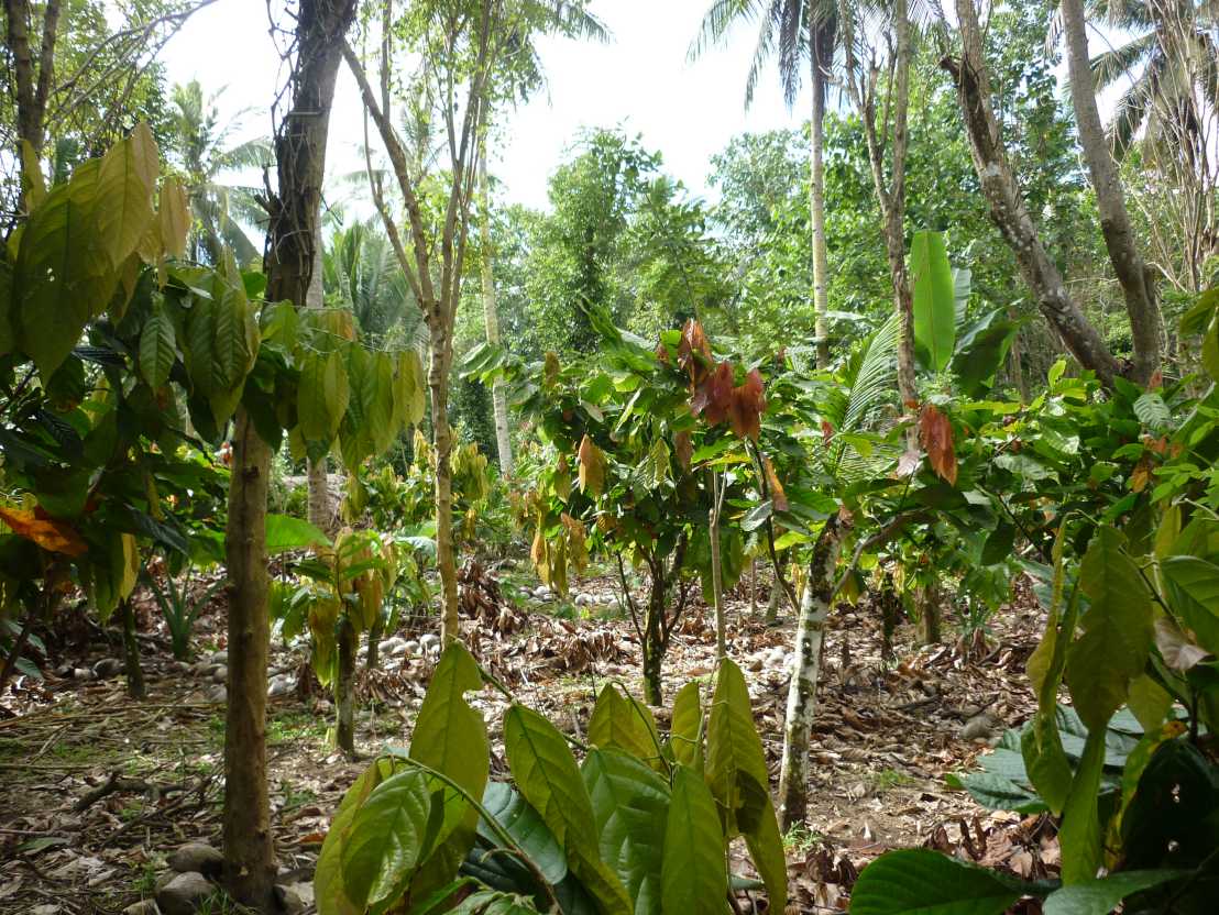 Vergr?sserte Ansicht: cocoa plantation