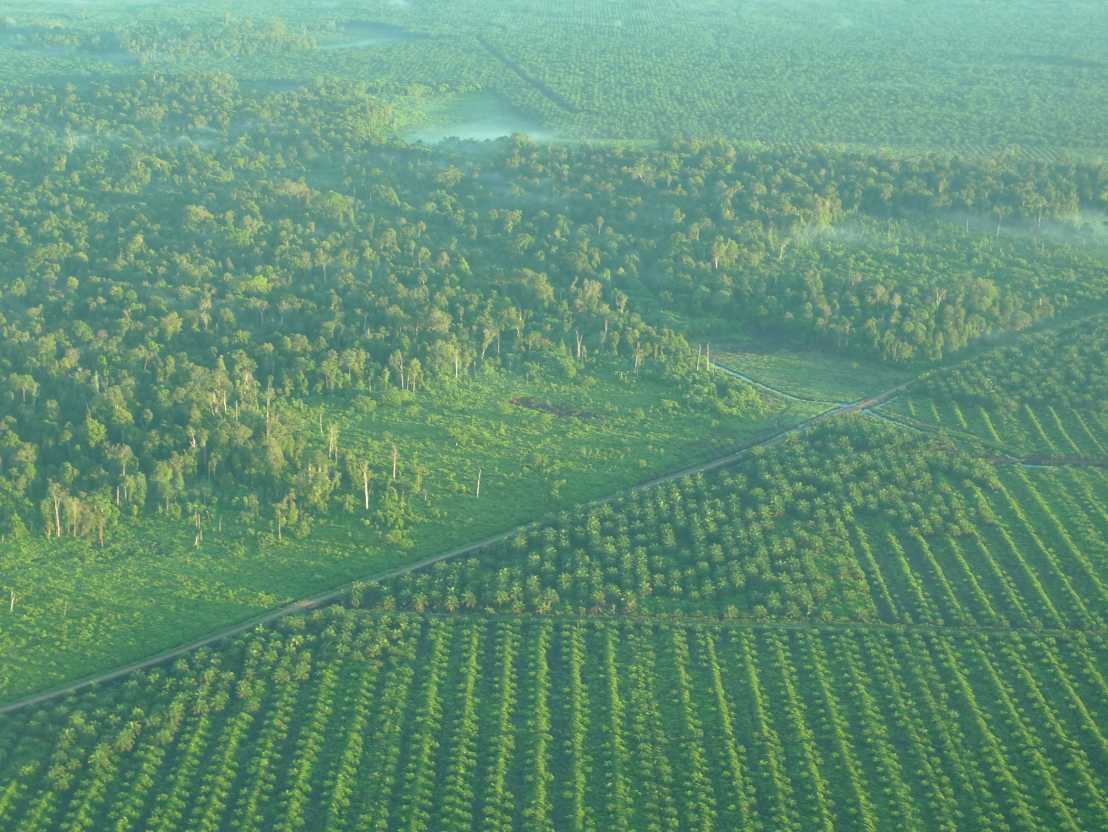 Vergr?sserte Ansicht: oil palm plantation