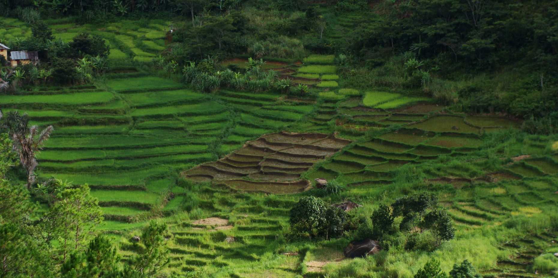 Vergr?sserte Ansicht: small-scale rice farming in Madagascar