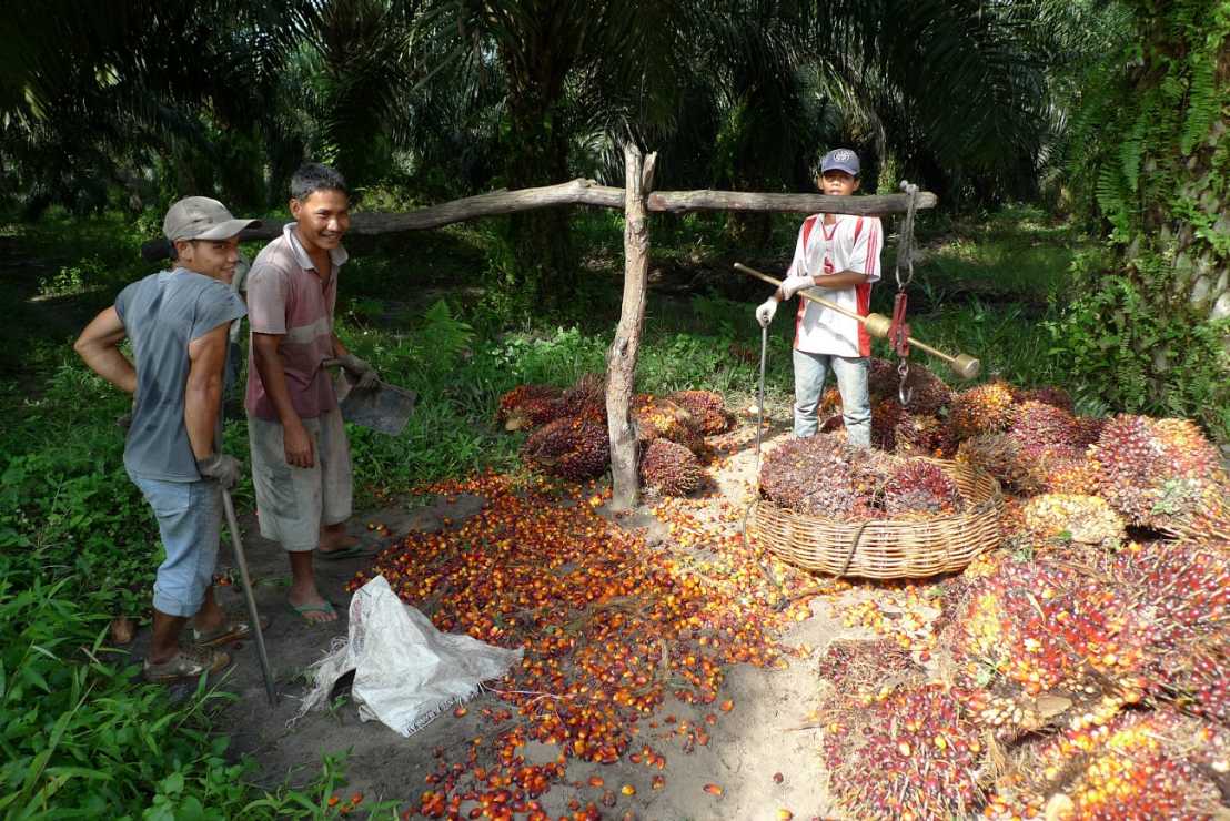Vergr?sserte Ansicht: palm oil family farming in Sumatra, Indonesia