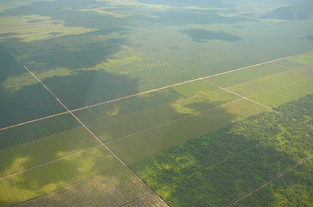 Vergr?sserte Ansicht: Palm oil plantation in Borneo