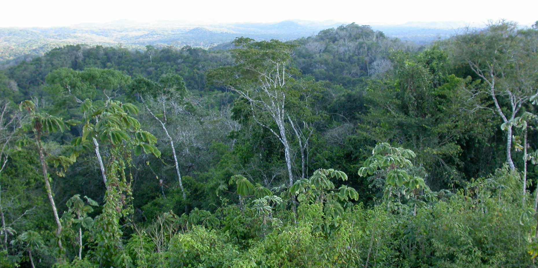 Vergr?sserte Ansicht: Regenwald in Belize