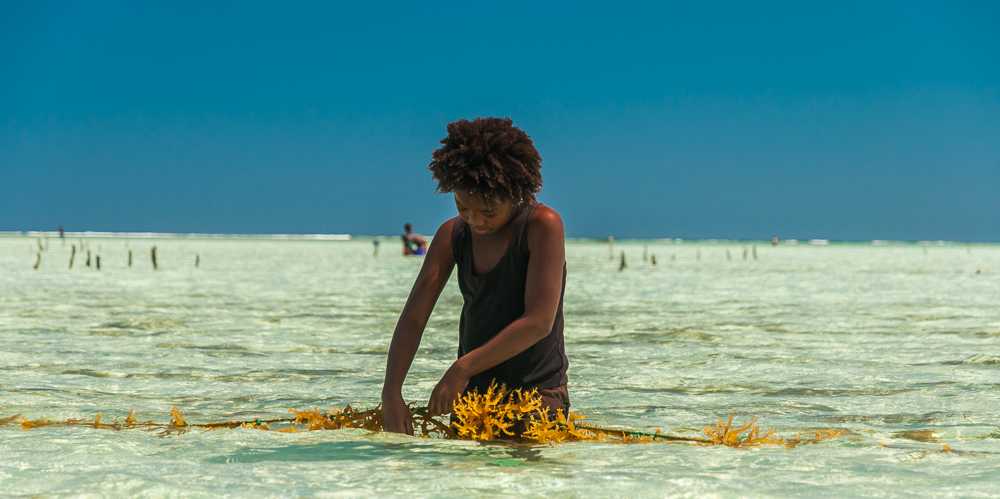 Vergr?sserte Ansicht: Algenkultur an Madagaskars Küste