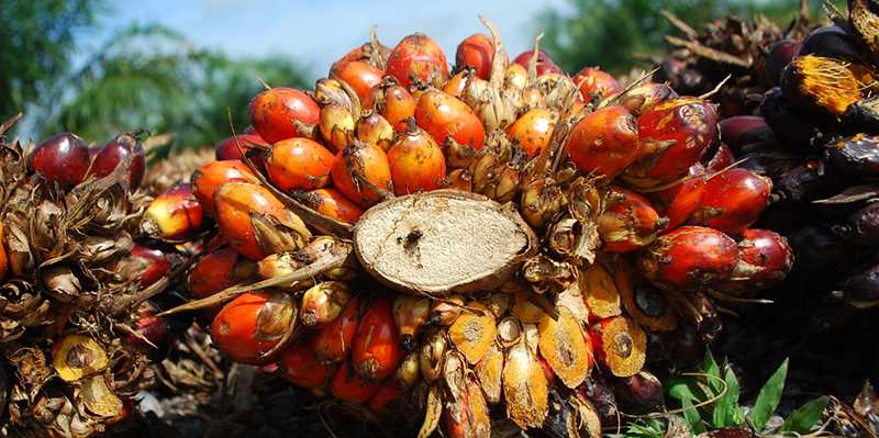 Vergr?sserte Ansicht: oil palm with seeds
