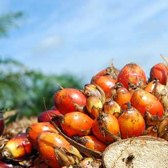 oil palm with seeds
