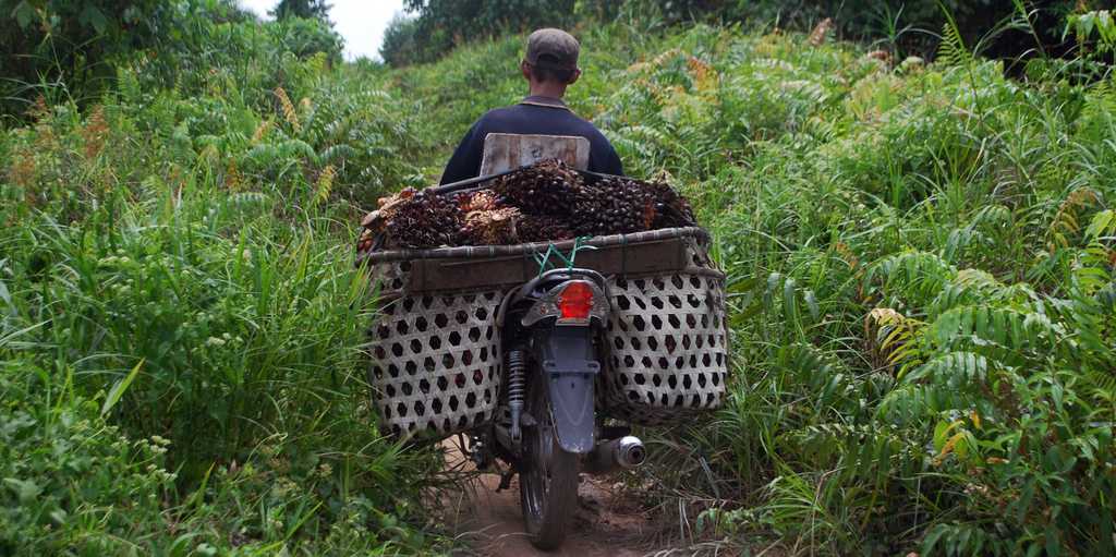 Vergr?sserte Ansicht: farmer transporting oil palm seeds on a motorbike