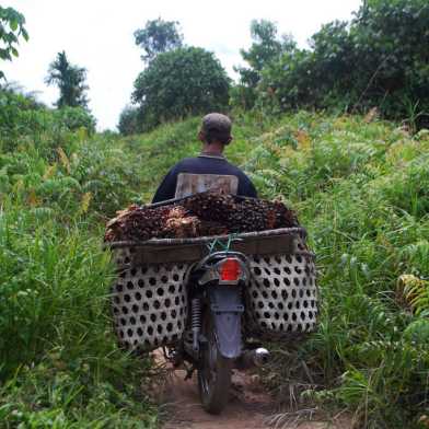 farmer transporting oil palm seeds on a motorbike