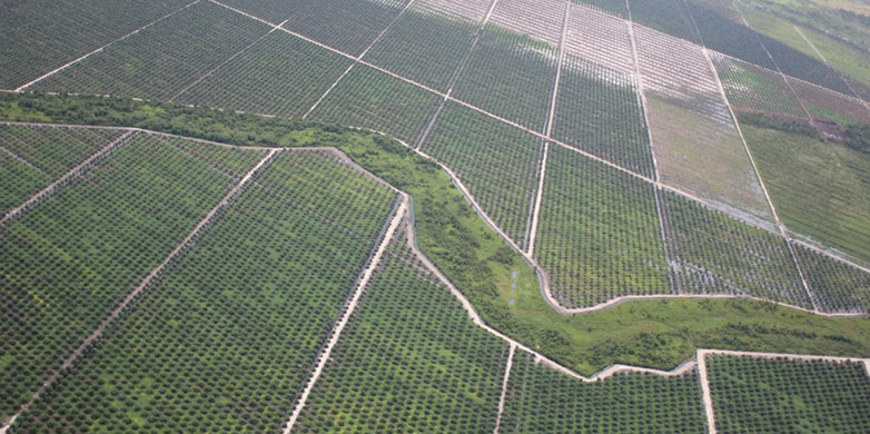 Vergr?sserte Ansicht: Palm oil plantation 