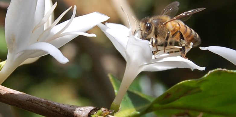 Vergr?sserte Ansicht: A coffee flower being pollinated by a bee. 