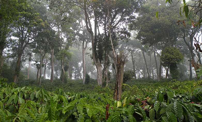 Vergr?sserte Ansicht: A coffee plantation in South India