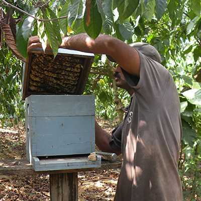 Vergr?sserte Ansicht: Coffee farmer checking a beehive