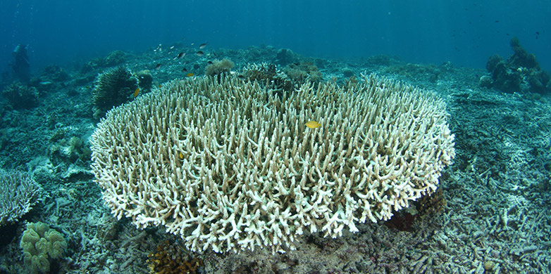 Vergr?sserte Ansicht: Once-colorful corals get blanched by a breakup.