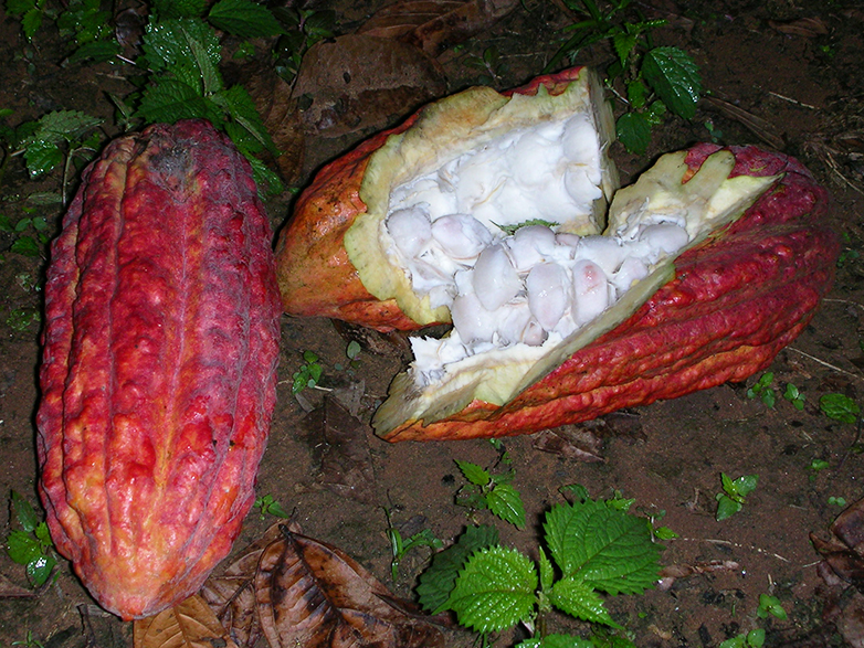 Vergr?sserte Ansicht: Aufgebrochene Kakaofrucht: Die weissen Bohnen werden zu Kakao weiterverarbeitet.