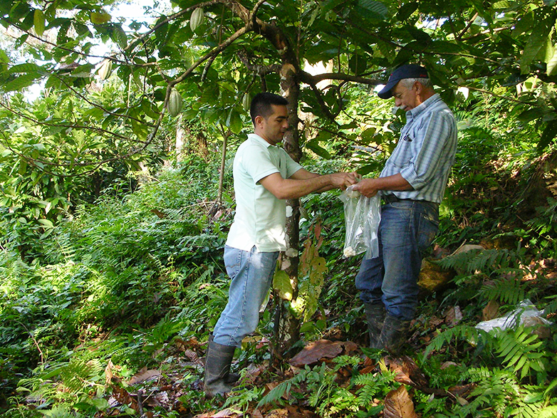Vergr?sserte Ansicht: Projektmitarbeiter nehmen von den Kakaofrüchten Proben.