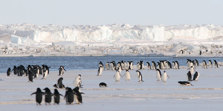 Vergr?sserte Ansicht: Antarktische Pinguine.