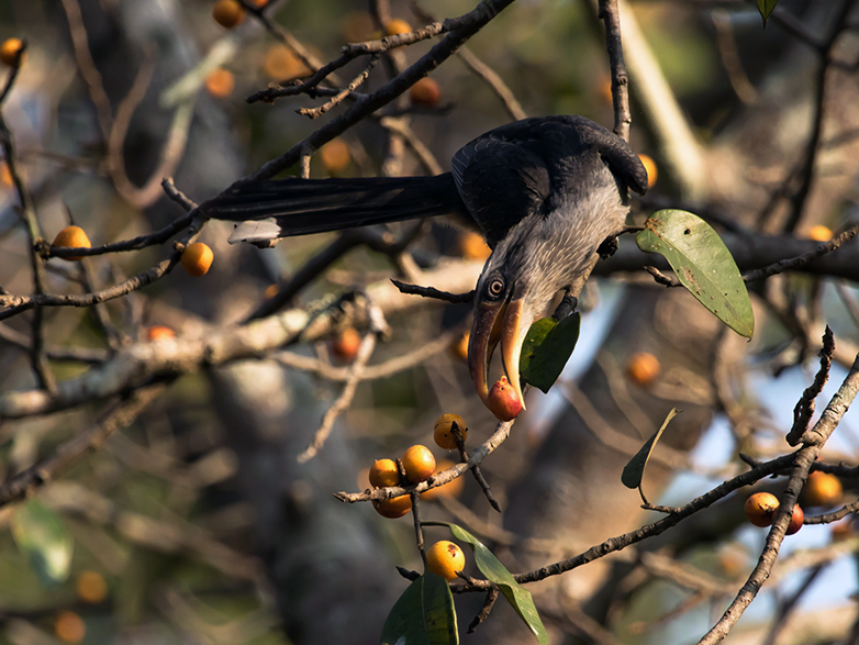 Vergr?sserte Ansicht: Der Malabartoko, ein Nashornvogel, frisst Früchte 