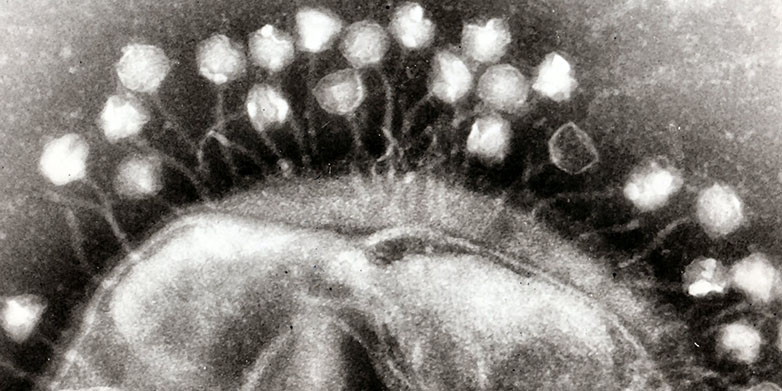 Vergr?sserte Ansicht: Bakteriophage