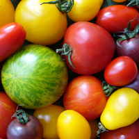 Vergr?sserte Ansicht: Vielfalt an Tomaten. (Bild: Wikimedia)