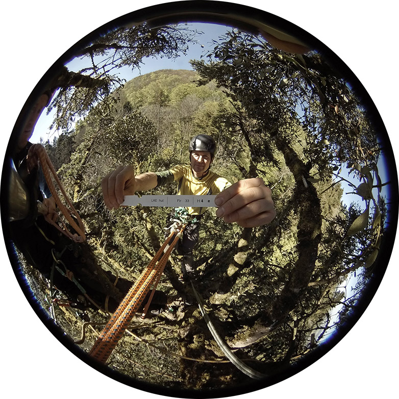 Vergr?sserte Ansicht: Selfie aus luftiger Höhe: Markus Gysin sammelt von einer Tanne einen Zweig. (Foto: Astwerk)