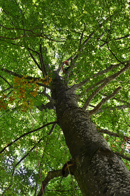 Vergr?sserte Ansicht: Baumdilemma: Wo soll der Baum Blätter ausbilden und mit Stickstoff versorgen, um das verfügbare Licht möglichst optimal auszunutzen? (Bild: ETH Zürich)