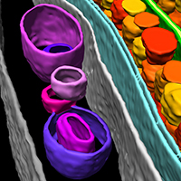Cryo Electron Microscopy