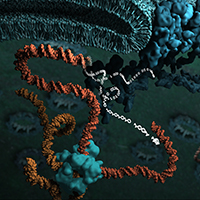 DNA-zip (Copyright: Science animated by Bara Krautz bara@scienceanimated
