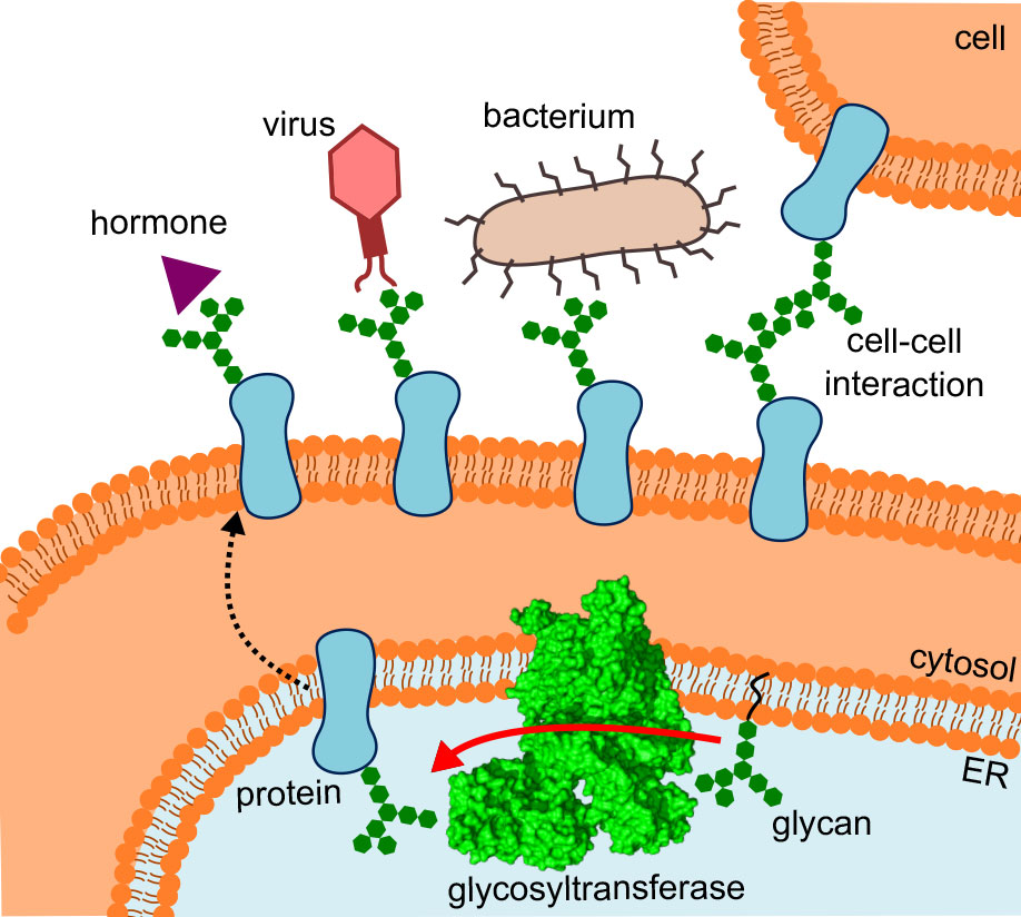 Vergr?sserte Ansicht: Das Schema zeigt, wo die Glykosyltransferase sitzt, welchen Weg die veränderten Proteine nehmen und welche Interaktionen sie eingehen. (Schema: R.Wild / ETH Zürich)