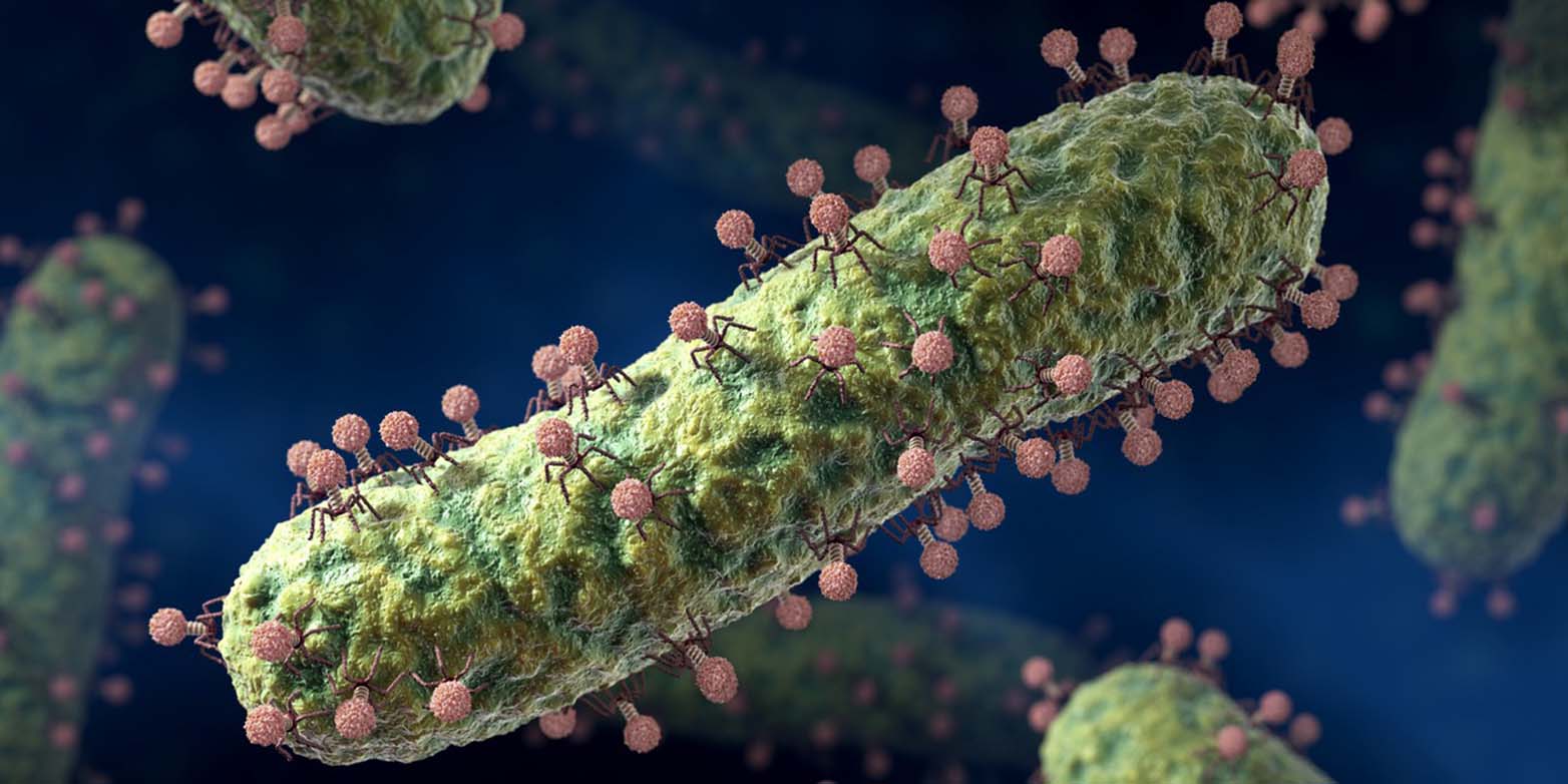 Vergr?sserte Ansicht: Bakteriophagen attackieren eine E.coli-Zelle. (Bild: Keystone/Science Photo Library/David Mack)