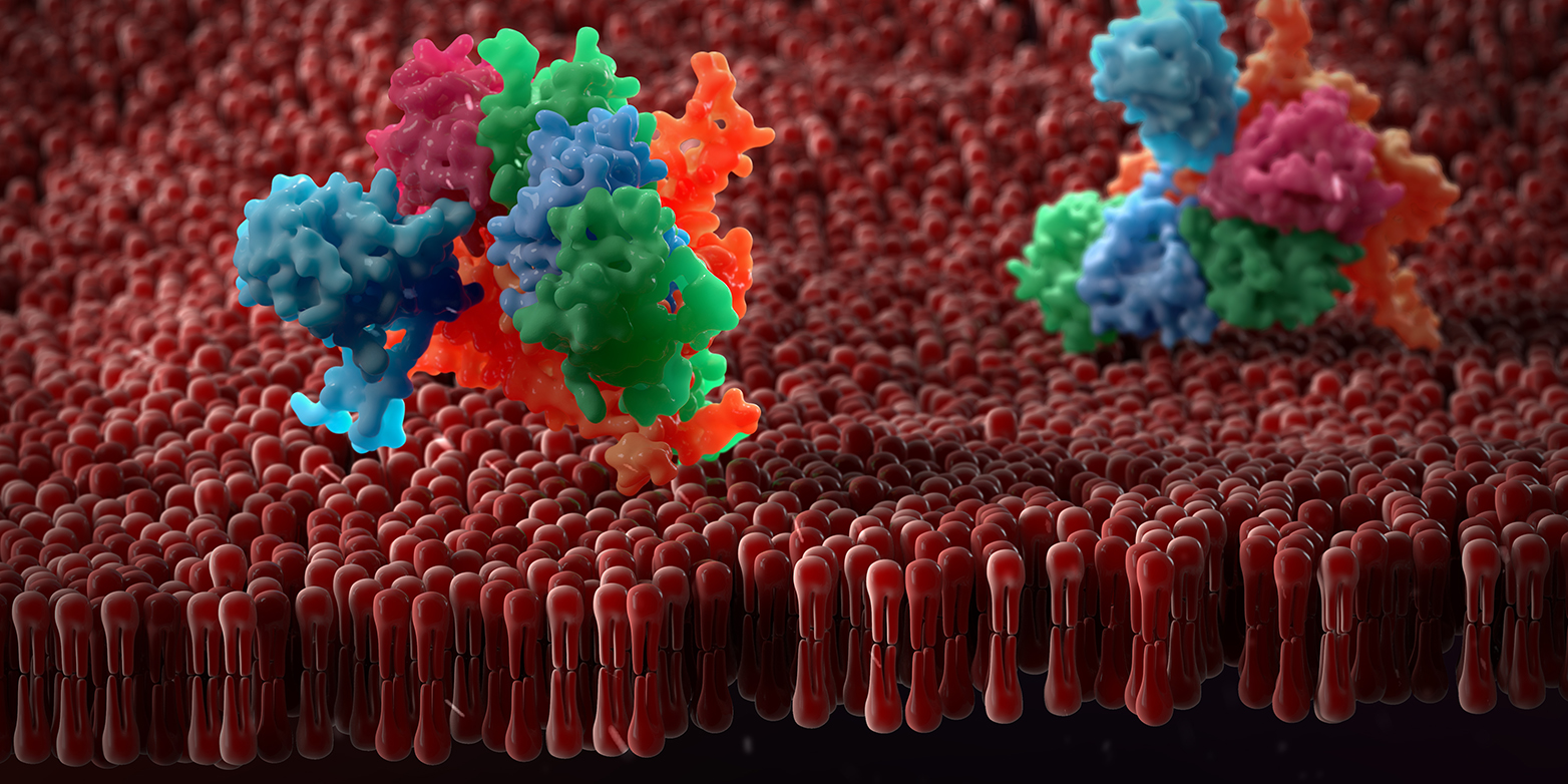 Vergr?sserte Ansicht: Künstlerische Darstellung einer Membran mit darin eingebetteten Proteinen: ETH-Forscher haben eine Methode entwickelt, die der Strukturaufklärung solcher Moleküle Schub verleihen wird. (Bild: www.colourbox.com)
