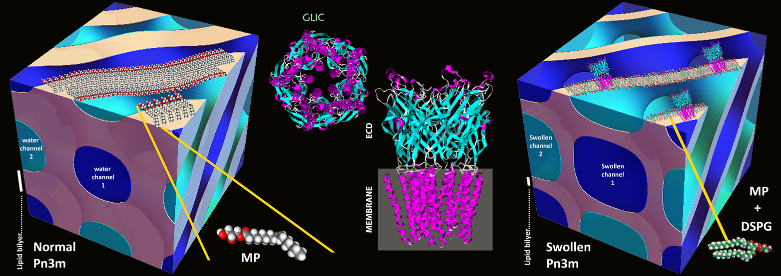 Vergr?sserte Ansicht: Die Wasserkanäle (blau) bisheriger Lipid-Mesophasen (l.) sind zu eng, um grosse Membranproteine zu kristallisieren. Gibt man elektrisch geladene Lipide (DSPG) in die Lipid-Wasser-Mischung, schwellen die Kanäle stark an (r.), sodass sich Proteine wie GLIC mit grossen &quot;wasserliebenden&quot; Bereichen (mittlere Grafiken) kristallisieren lassen. (aus Zabara A et al, Nat.Comm., 2018)
