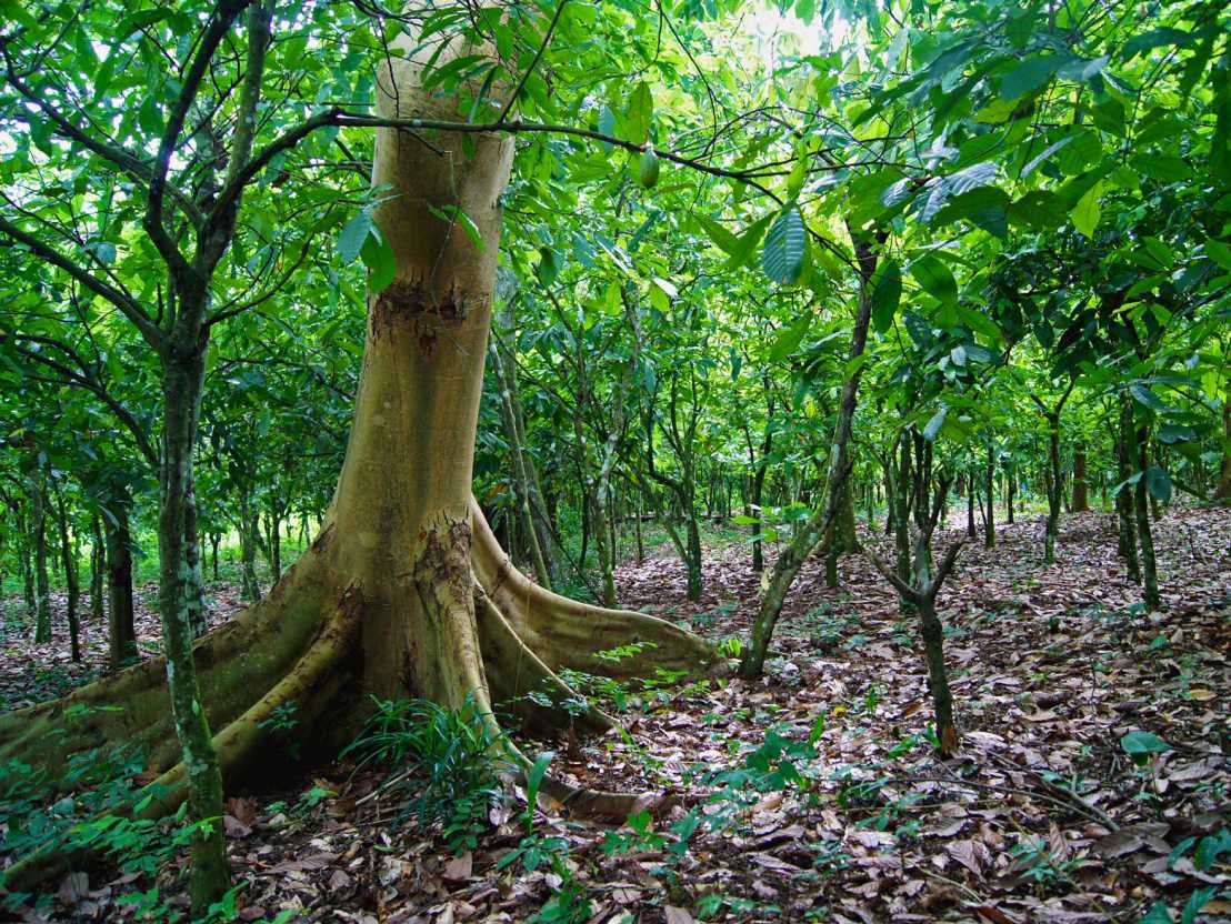 Vergr?sserte Ansicht: Schattenbaum und Kakaopflanzung