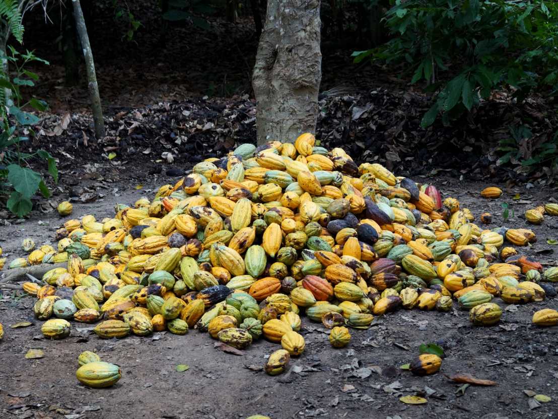 Vergr?sserte Ansicht: Geerntete Kakaofrüchte.