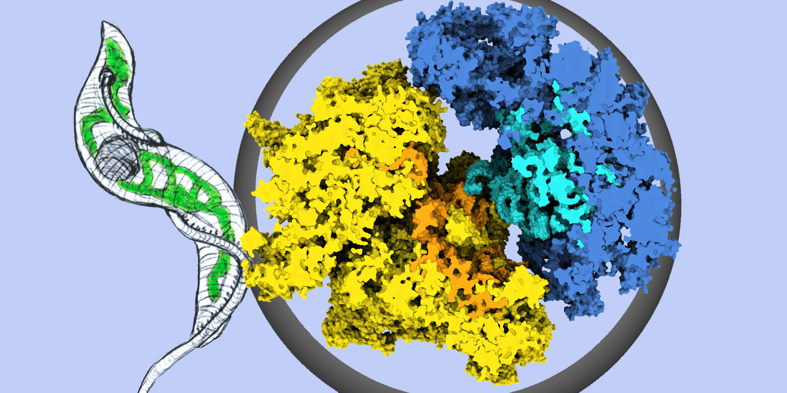 Vergr?sserte Ansicht: Struktur des Ribosoms aus Mitochondrien des Schlafkrankheitserregers <i>Trypanosoma brucei</i>. Gelb: Proteine der grossen Untereinheit. Orange: RNA-Moleküle der kleinen Untereinheit. Dunkelblau: Proteine der grossen Grosse Untereinheit. Hellblau: RNA-Moleküle der grossen Untereinheit (Grafik: Gruppe Prof. Nenad Ban / ETH Zürich)