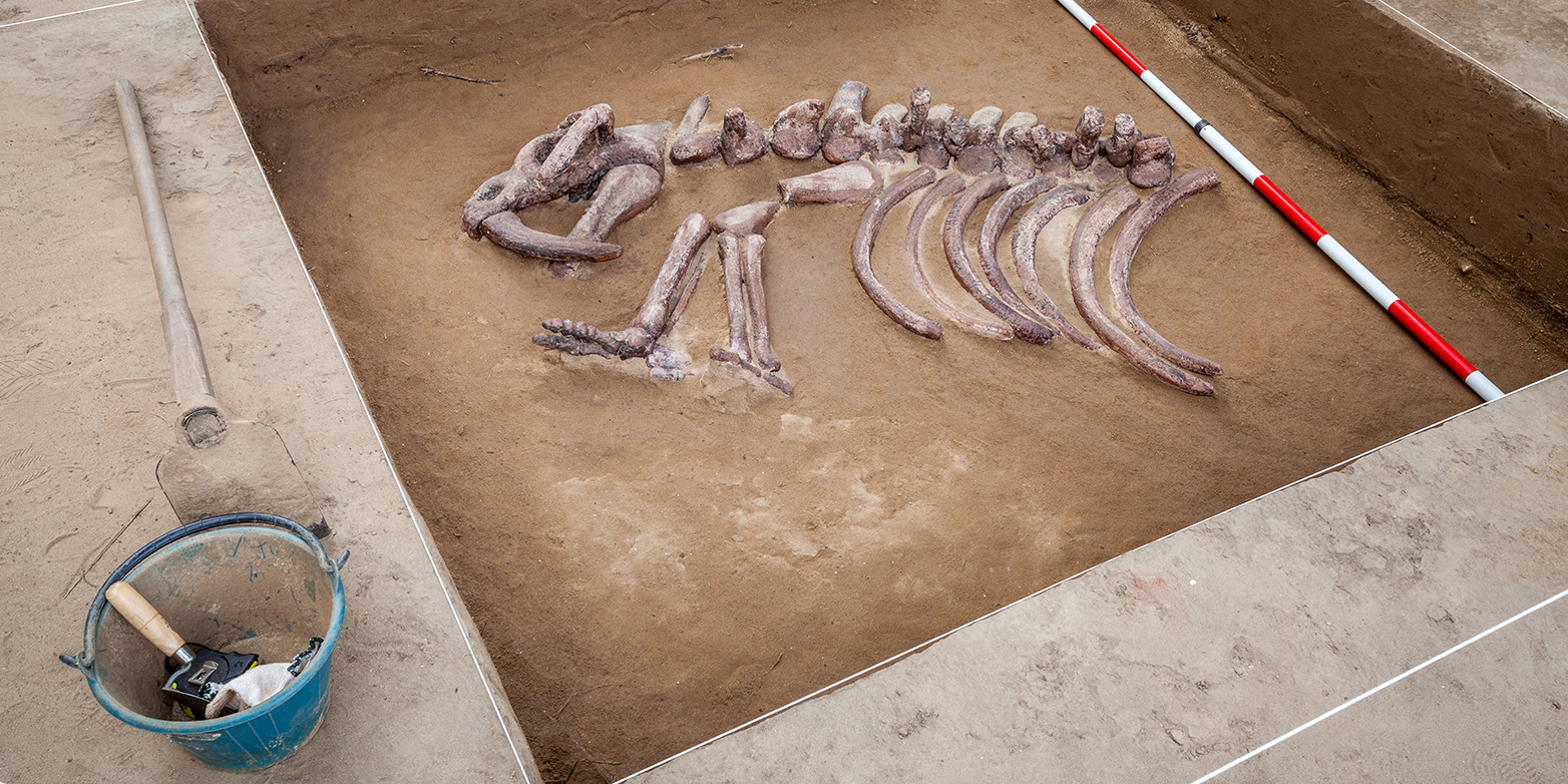 Vergr?sserte Ansicht: Anhand von Fossilien wie diesem Skelett können Forschende die Rate von Artneubildungen aber auch des Aussterbens bestimmen. (Bild: Colourbox)