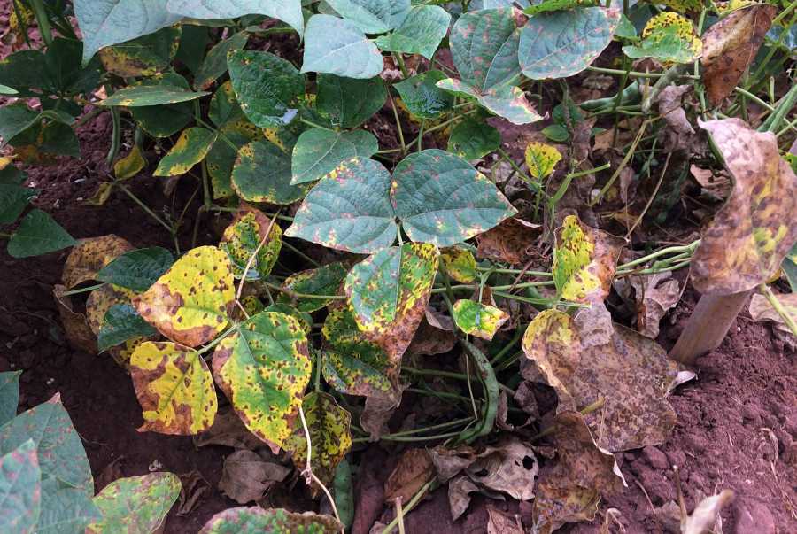 Die Angular Leaf Spot-Krankheit schm?lert die Bohnenernte massiv. ( Bild: M.Nay/ETH Zrich)
