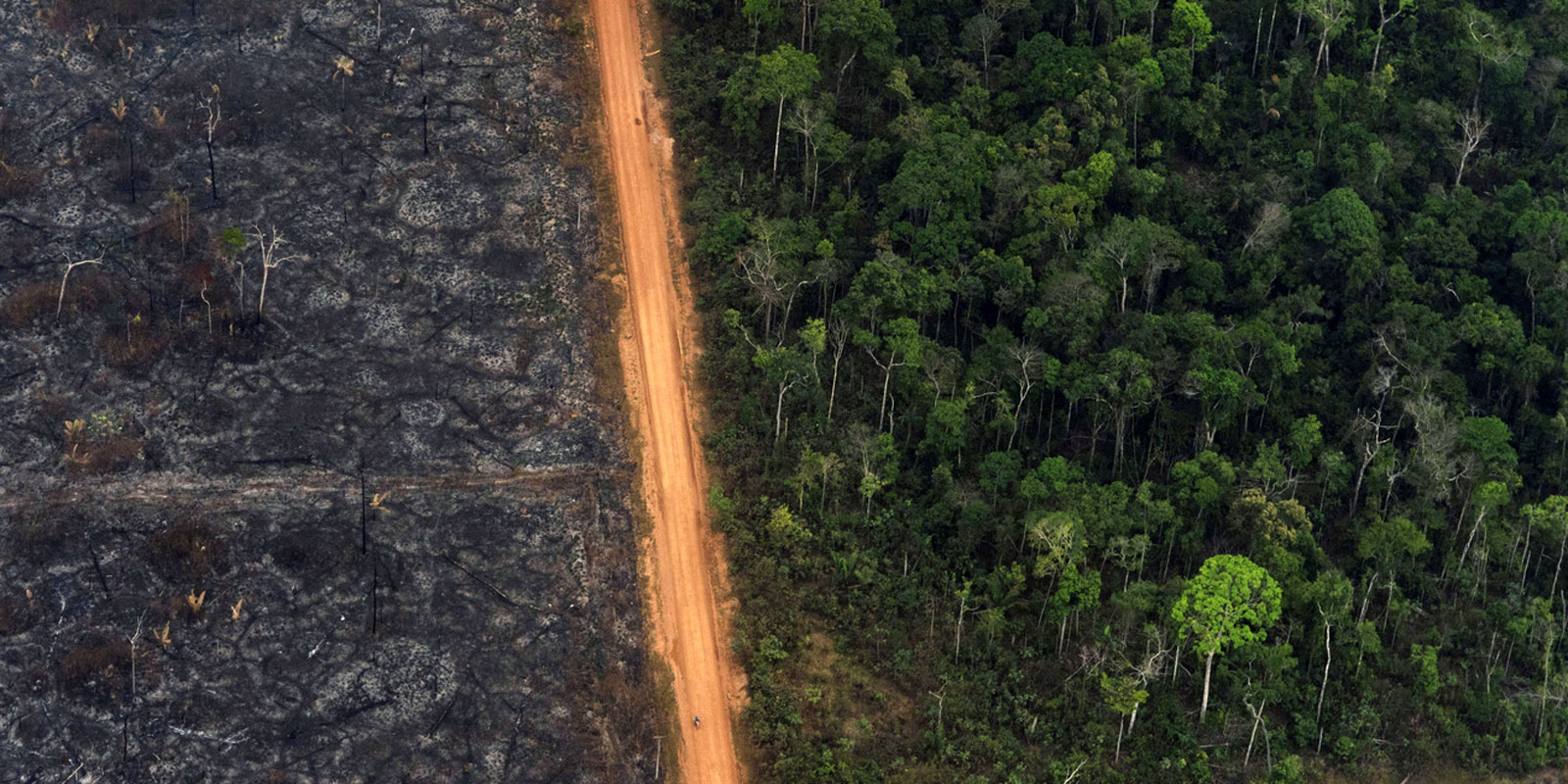 Vergr?sserte Ansicht: Die Entwaldung im südamerikanischen Regenwald dehnt sich entlang von Strassen aus – wie hier im brasilianischen Amazonasgebiet. (AP Photo/Victor R. Caivano) 