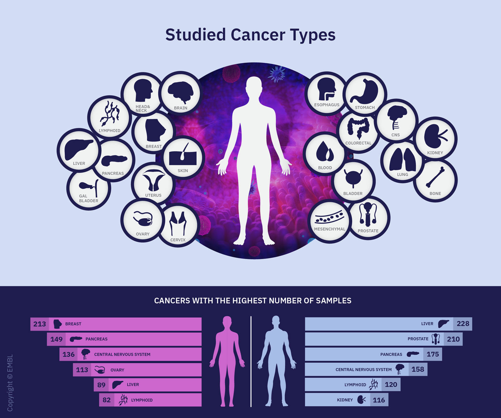 Vergr?sserte Ansicht: Ein Überblick über die im Rahmen des Pan-Cancer-Projekts untersuchten Krebsarten. Im unteren Teil sind die sechs Krebsarten (für Männer und Frauen) aufgeführt, für die die meisten Proben zur Verfügung standen. (Grafik: Rayne Zaayman-Gallant/EMBL)