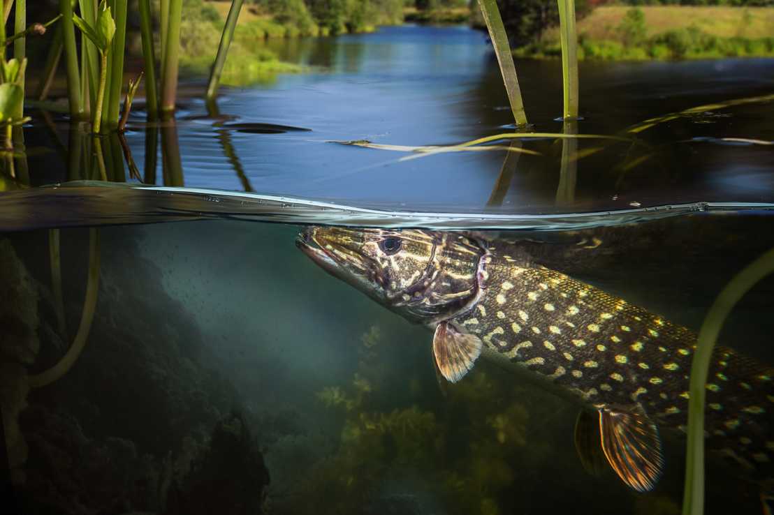 Vergr?sserte Ansicht: Der Hecht ist ein markanter Vertreter der Süsswasserfische. (Bild: iStock)