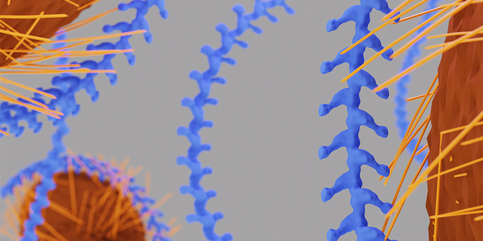 Vergr?sserte Ansicht: In grösserem Massstab wird sichtbar, wie die Uromodulin-Filamente (blau) ein E.coli-Bakterium einhüllen und so verhindern, dass der Erreger mit seinen Pili an die Zellwände im Harntrakt andocken. (Grafik: Dawid Zyla &nbsp;/ ETH Zürich)&nbsp;