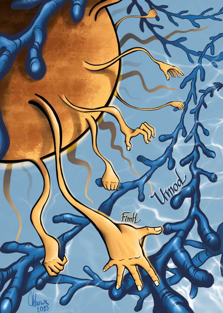 Vergr?sserte Ansicht: Illustration, wie die Uromodulin-Filamente (blau) über die Pili (orange) an die E. coli-Bakterien (braun) binden. Auf diese Weise schirmt das Uromodulin die Erreger ab. (Graphik: Marzia Munafò )