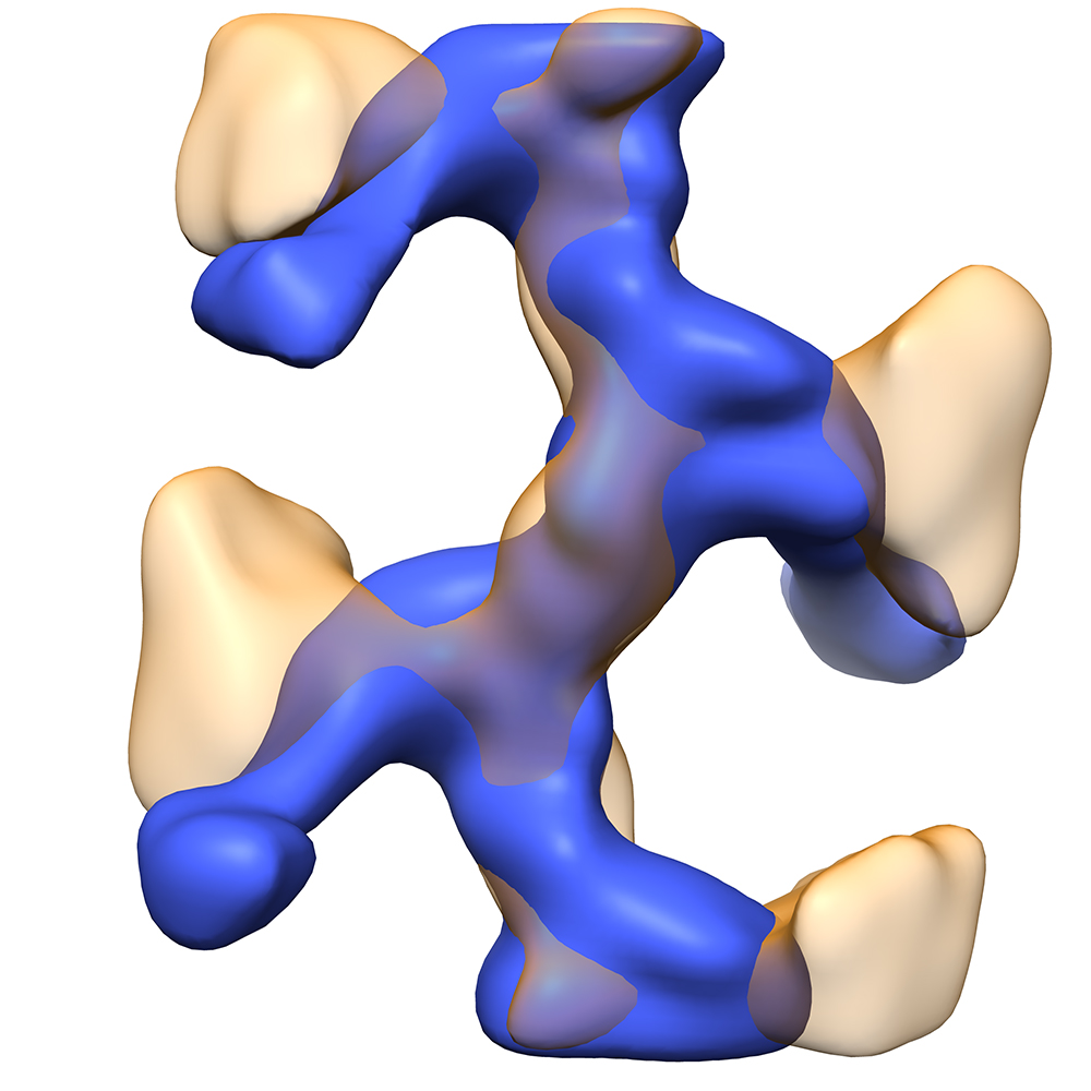 Vergr?sserte Ansicht: Das Uromodulin ordnet sich zu leiterartigen Filamenten (blau). Jede Sprosse entspricht einem Proteinmolekül. In orange ist ausserdem das gebundene E. coli-Protein FimH sichtbar, das die Spitze der Bakterien-Pili bildet. (Grafik: G. Weiss / ETH Zürich)
