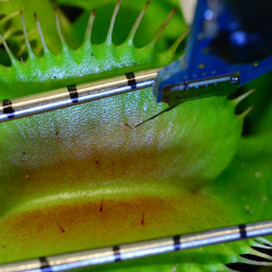 Der Kraftsensor des Mirkorobotik-Systems lenkt ein Sinneshaar eines Fangblattes aus, das durch die Sensoren der Kraftmessdose offengehalten wird. (Bild: Hannes Vogler / UZH)