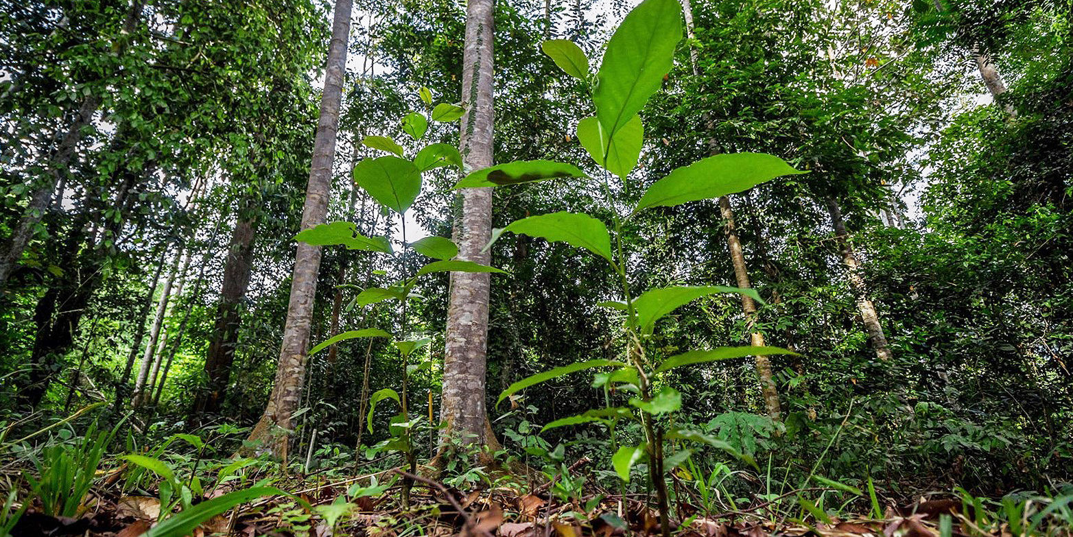 Einst fast dem Erdboden gleichgemacht, jetzt wieder reicher Regenwald: Seit fast 25 Jahren begleiten Forscher die Entwicklung eines wiederhergestellten Waldgebietes bei Sabah in Borneo. (Bild: Sonny Royal / SEARRP)