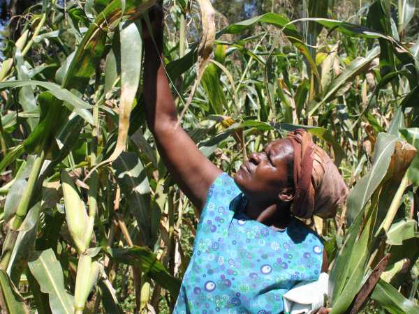 Frau kontrolliert Mais auf Feld