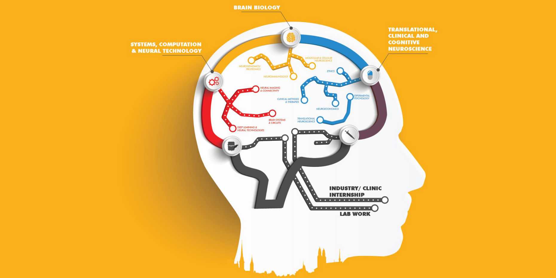 Grafik des menschlichen Gehirns