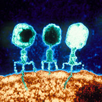 Phagen, die ihr Erbmaterial in eine Bakterienzelle injizieren