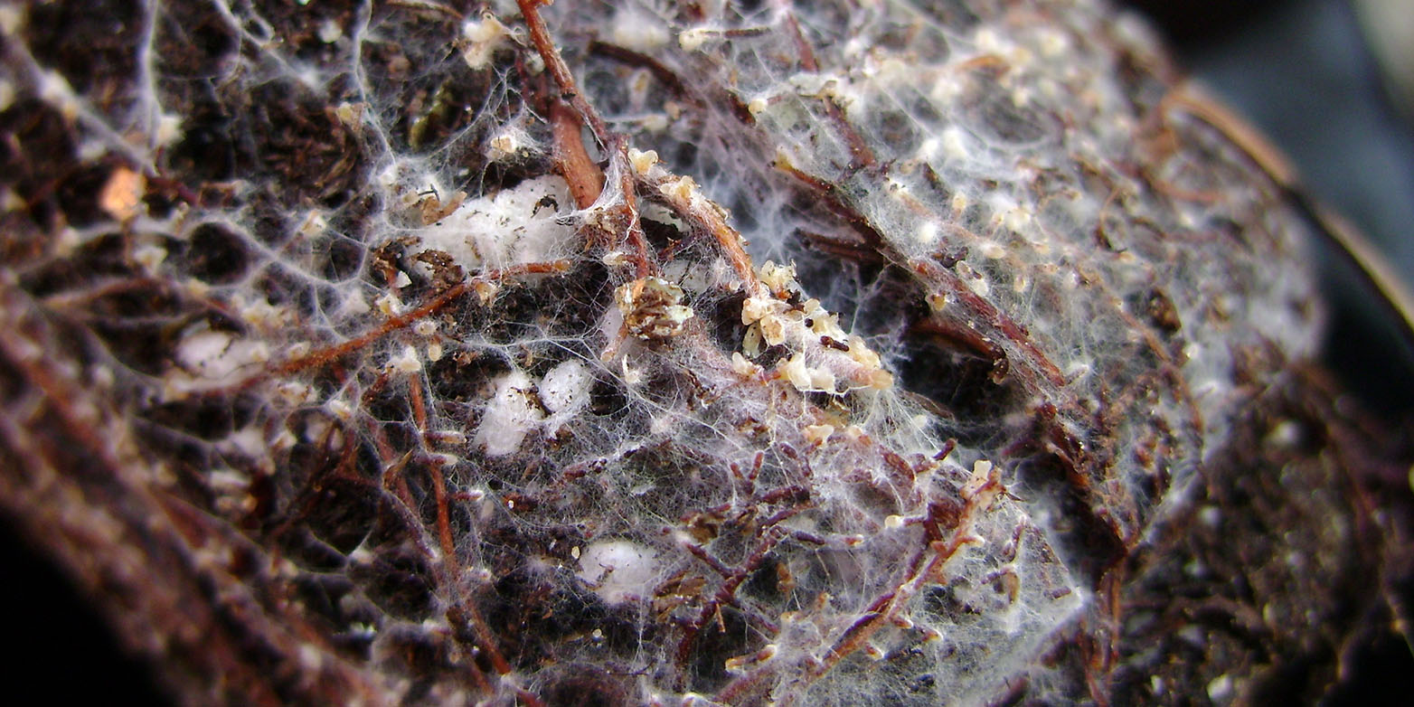 Mycorrhiza-Pilzgeflecht (weiss) auf der Wurzel einer Fichte. (Bild: André-Ph. D. Picard, CC BY-SA 3.0 &lt;https://creativecommons.org/licenses/by-sa/3.0&gt;, via Wikimedia Commons)