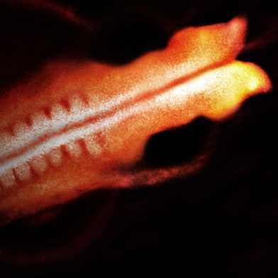 Menschlicher Embryo ungefähr am 22. Tag seiner Entwicklung