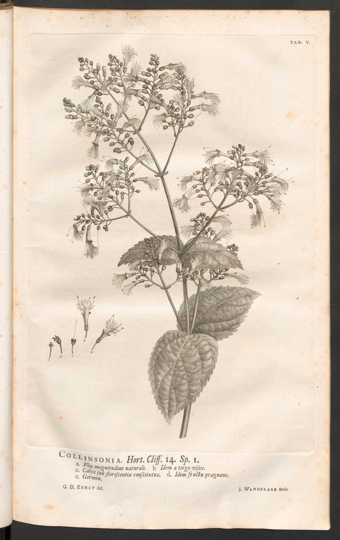 Zeichnung einer Pflanze auf Papier