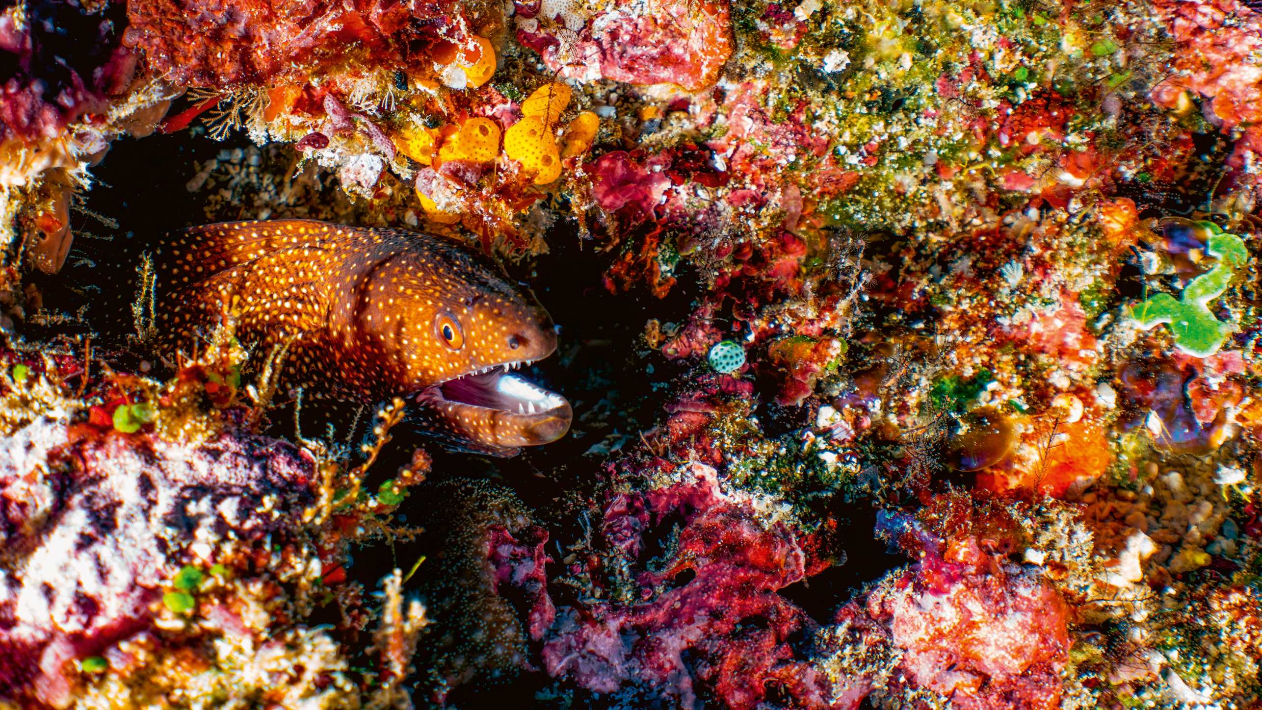 Ein grosser, brauner Fisch in einem Korallenriff
